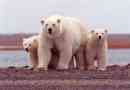 Кој е животен век на бела мечка во природата и заробеништво?